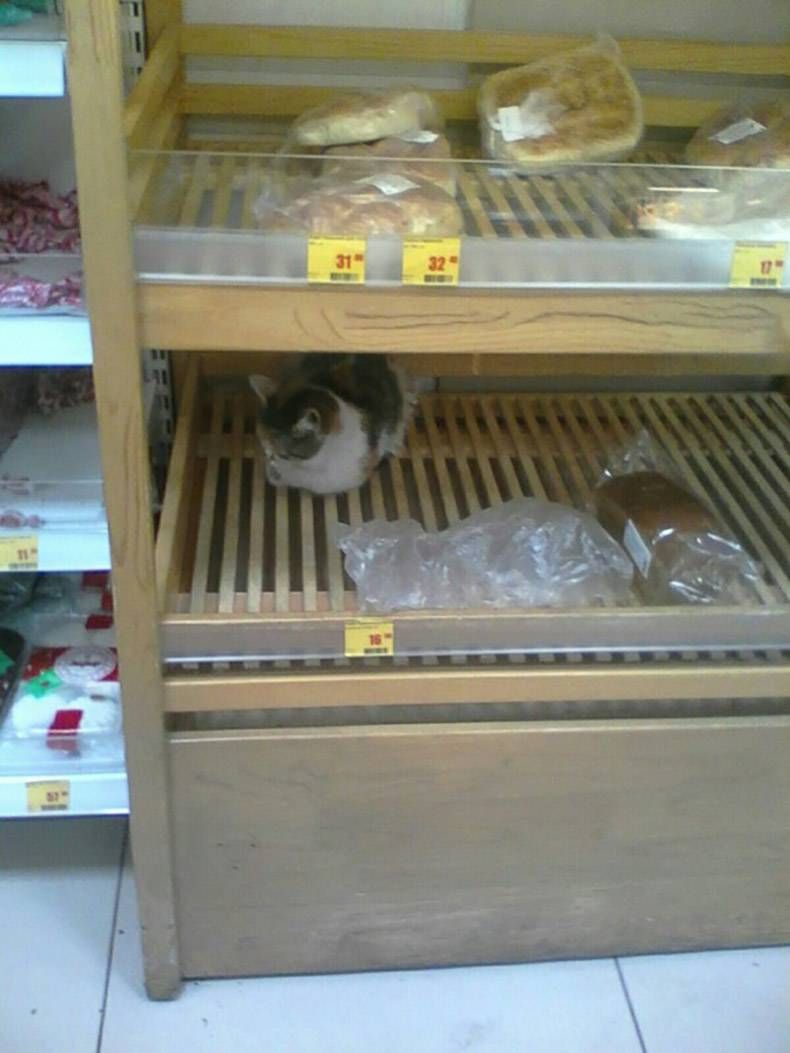 Gewoon een verzameling hilarische foto's #823