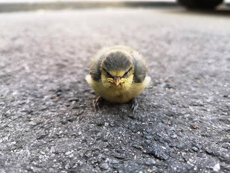Pix Dump #1000 Special: Gewoon een verzameling foto's van dieren