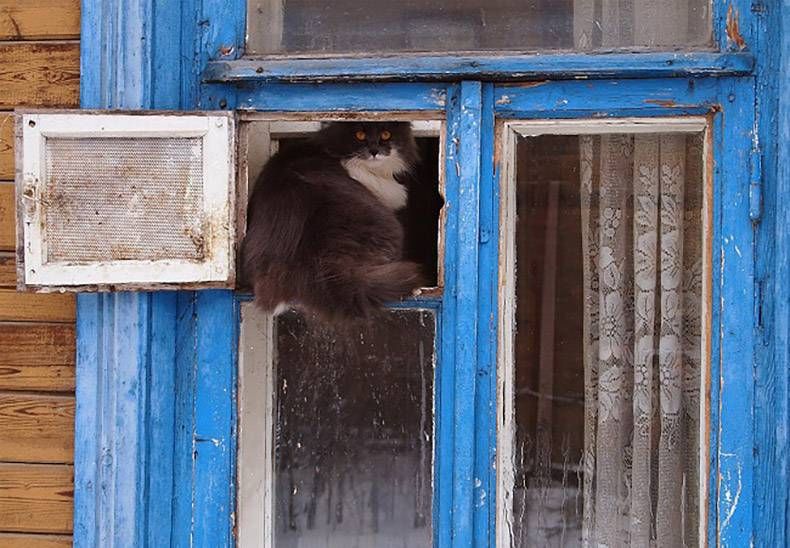 Gewoon een verzameling hilarische foto's #782