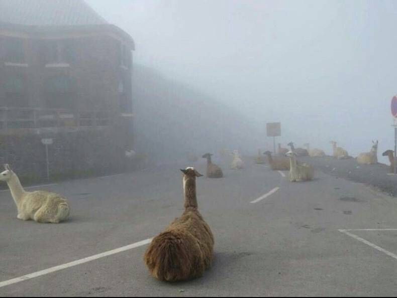 Gewoon een verzameling hilarische foto's #725