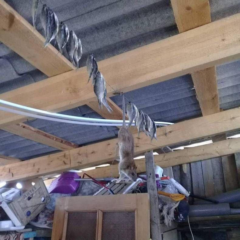 Gewoon een verzameling hilarische foto's #1291