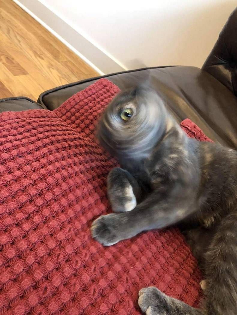 Gewoon een verzameling hilarische foto's #1037