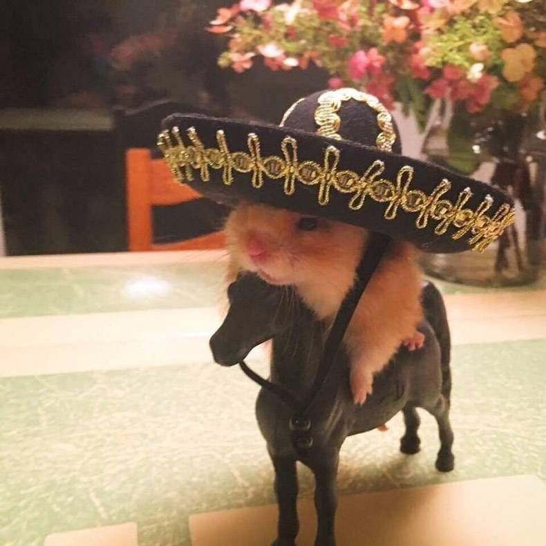 Gewoon een verzameling hilarische foto's #1024