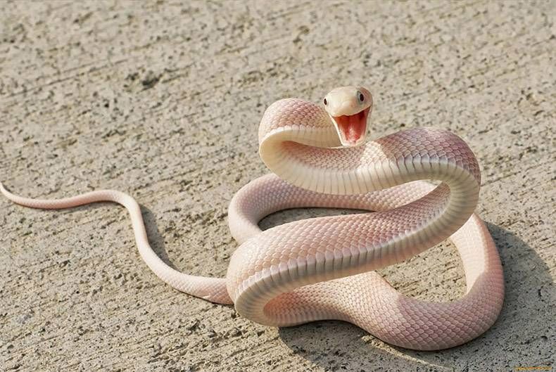 Pix Dump #1000 Special: Gewoon een verzameling foto's van dieren