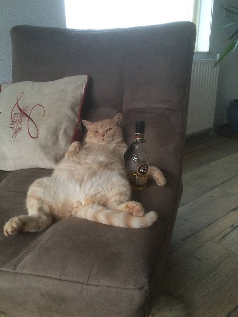 Gewoon een verzameling hilarische foto's #845