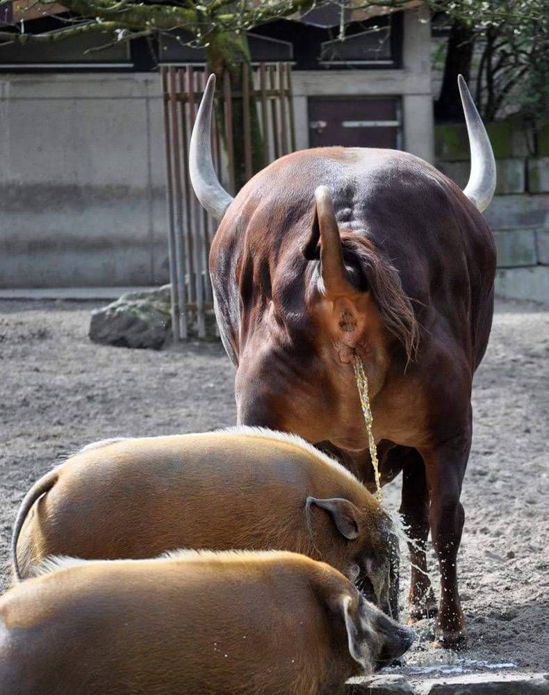 Gewoon een verzameling hilarische foto's #803