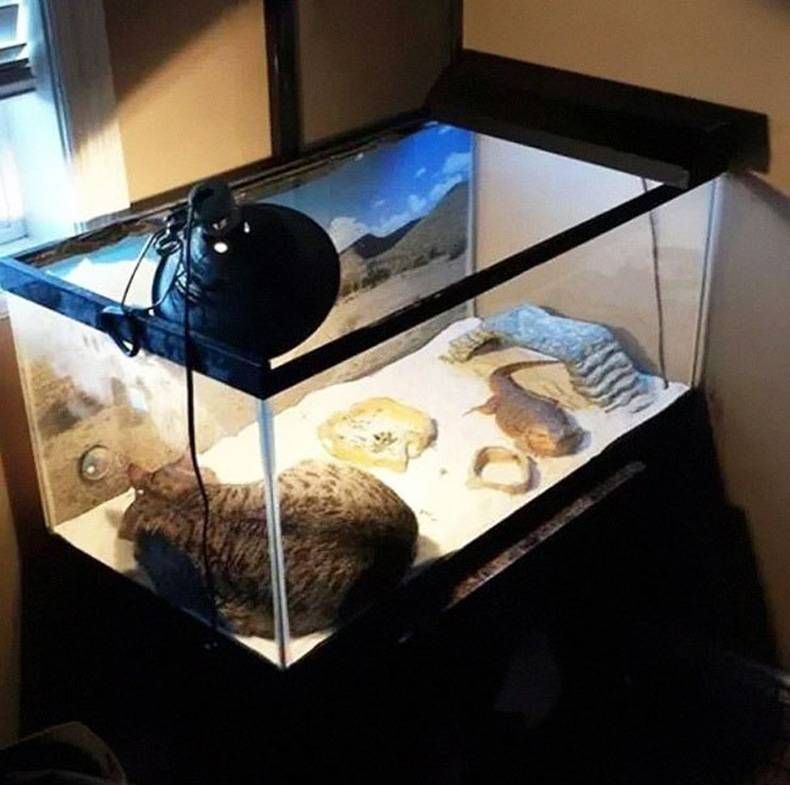 Gewoon een verzameling hilarische foto's #728