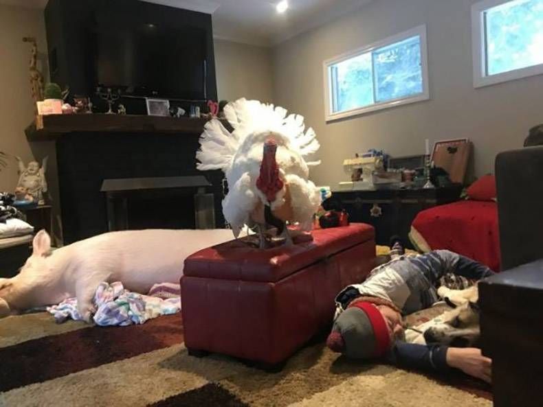 Gewoon een verzameling hilarische foto’s #1364