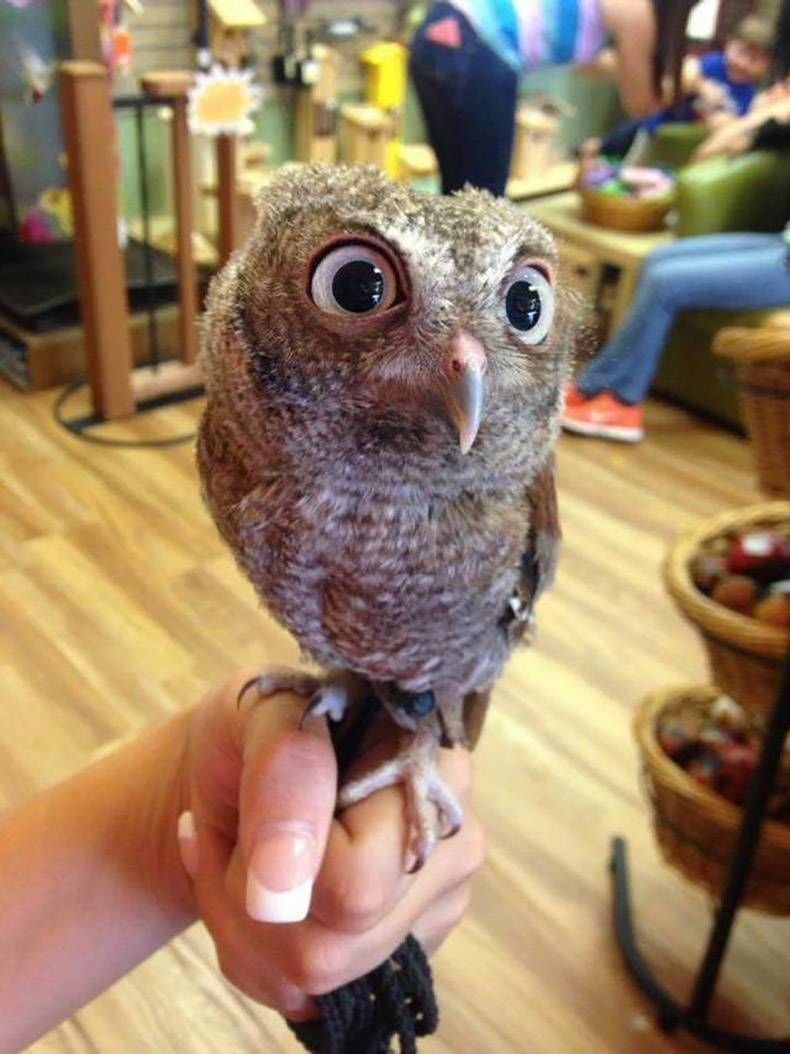 Pix Dump #1000 Special: Gewoon een verzameling foto's van dieren