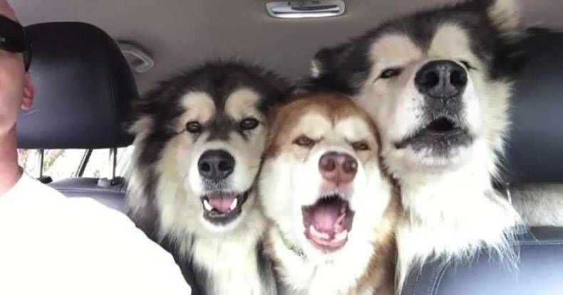 Gewoon een verzameling hilarische foto's #1257