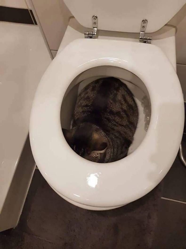 Gewoon een verzameling hilarische foto's #1240