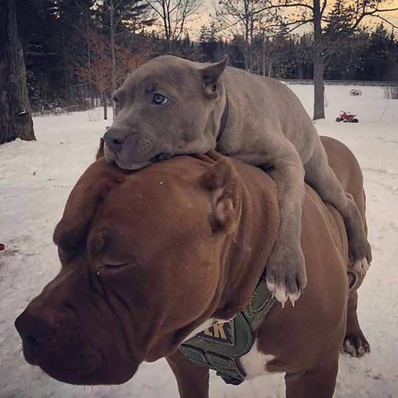 Gewoon een verzameling hilarische foto's #1222