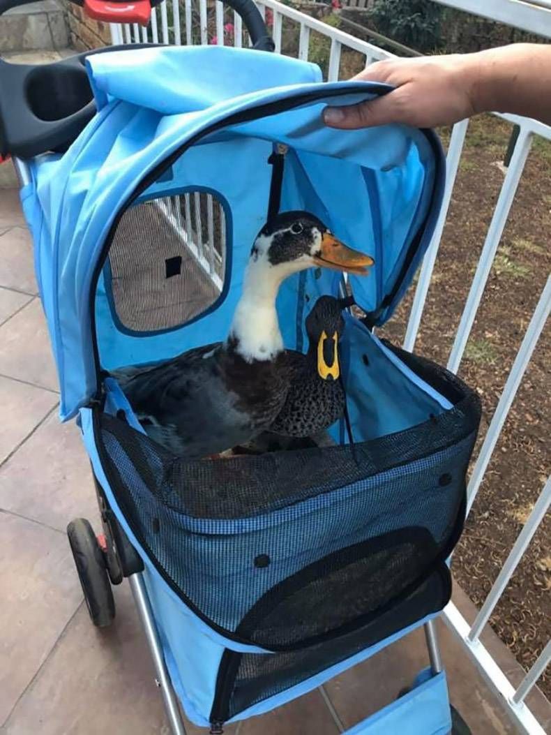 Gewoon een verzameling hilarische foto's #1205