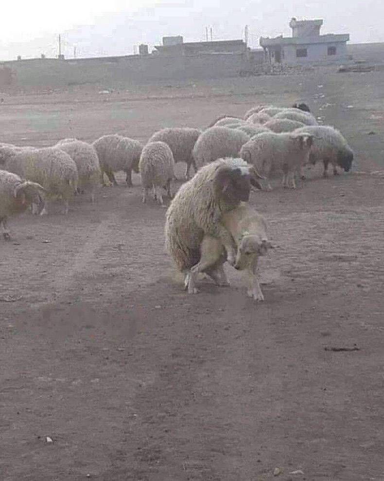 Gewoon een verzameling hilarische foto's #1139