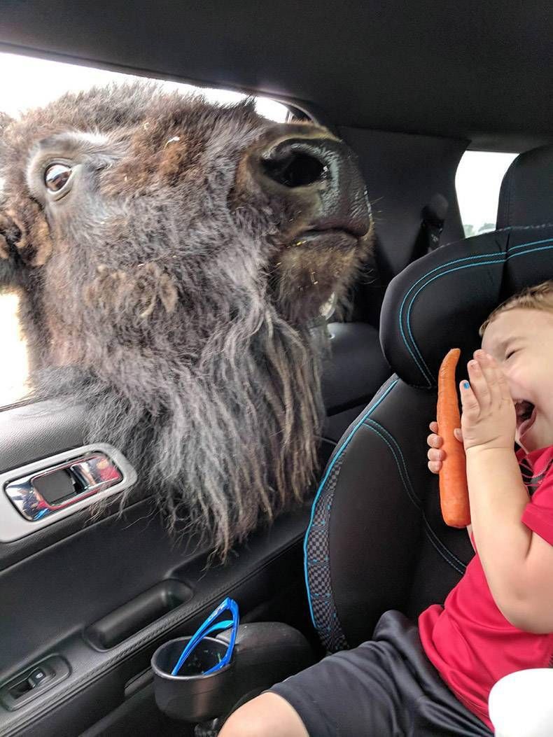 Pix Dump #1000 Special: Gewoon een verzameling foto's van dieren
