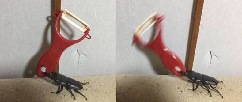 Gewoon een verzameling hilarische foto's #852