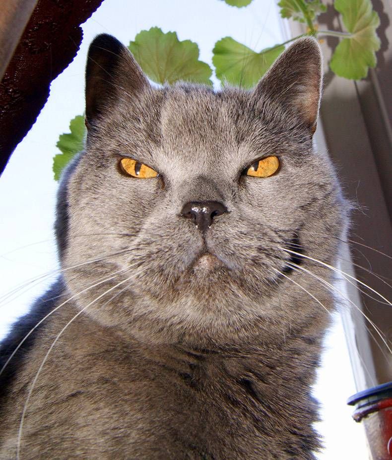 Gewoon een verzameling hilarische foto's #772