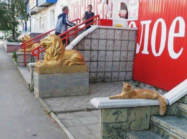 Gewoon een verzameling hilarische foto's #756