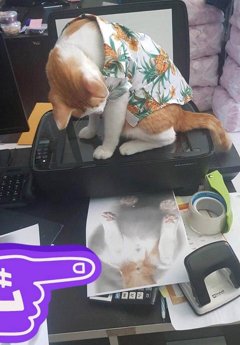 Gewoon een verzameling hilarische foto's #1161