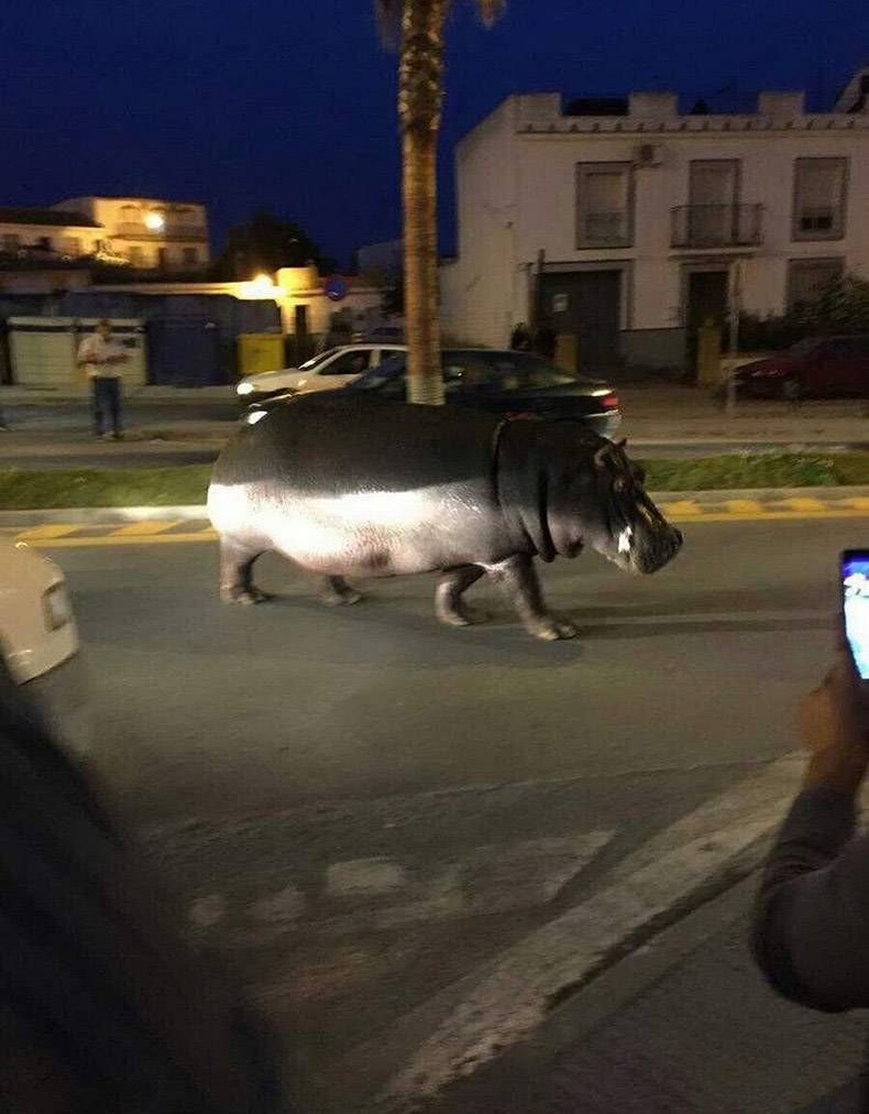 Gewoon een verzameling hilarische foto's #1294