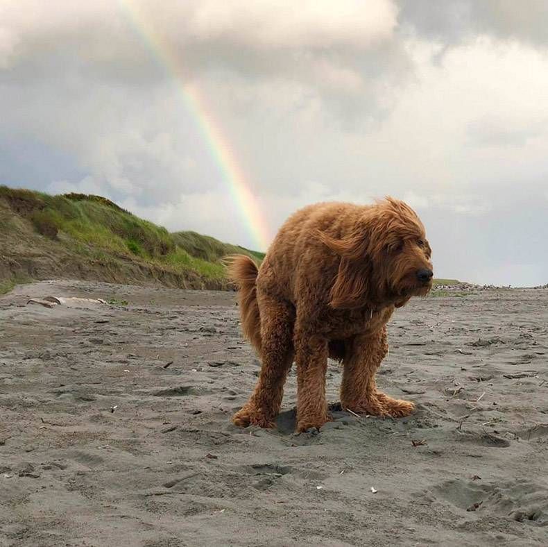 Pix Dump #1000 Special: Gewoon een verzameling foto's van dieren