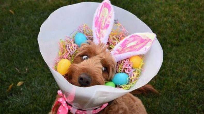 Gewoon een verzameling hilarische foto's #803