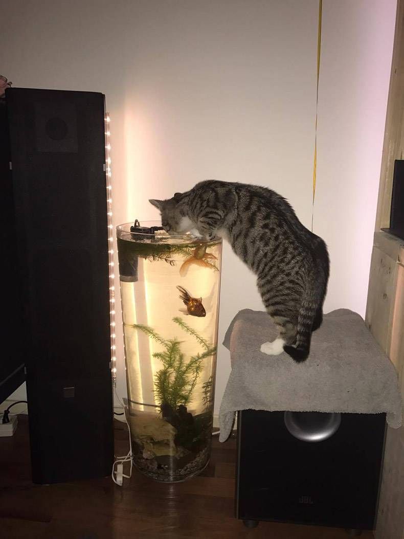 Gewoon een verzameling hilarische foto's #772