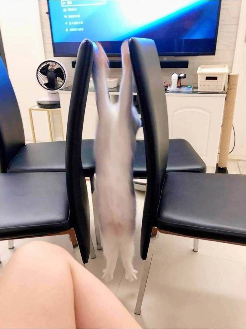 Gewoon een verzameling hilarische foto’s #1322