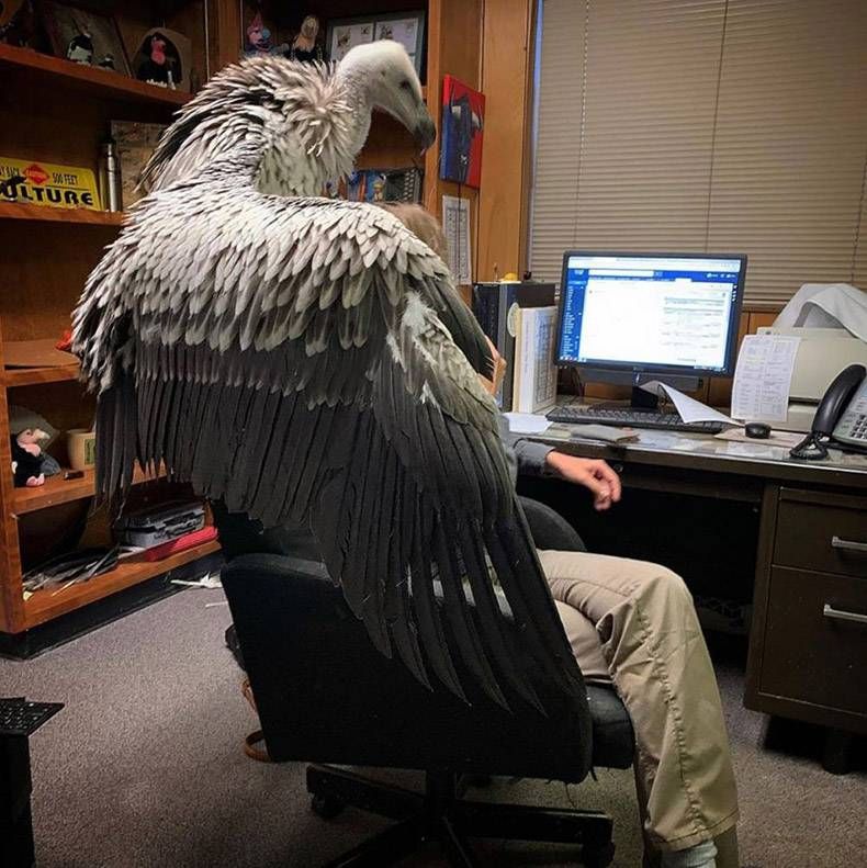 Gewoon een verzameling hilarische foto's #1321