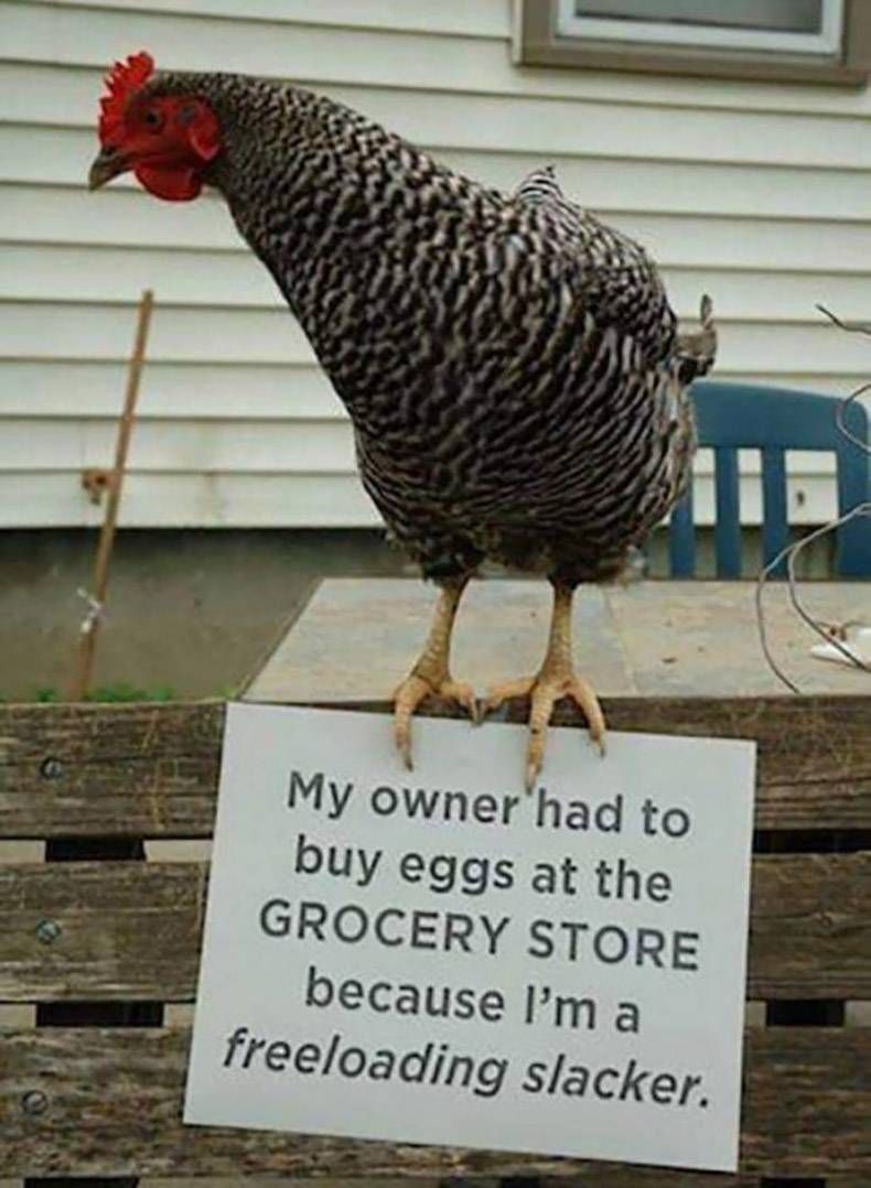 Gewoon een verzameling hilarische foto's #1255