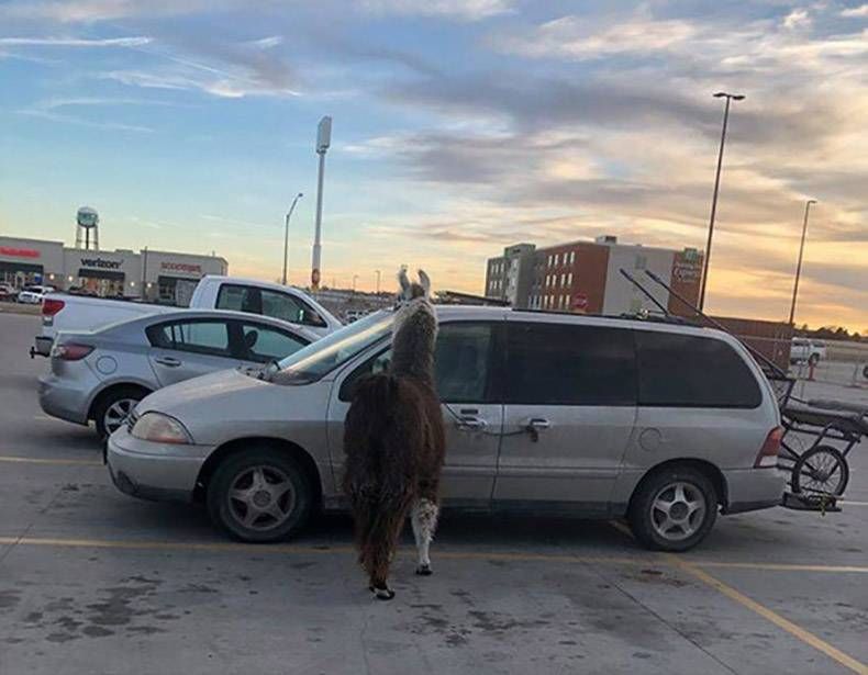 Gewoon een verzameling hilarische foto's #1096