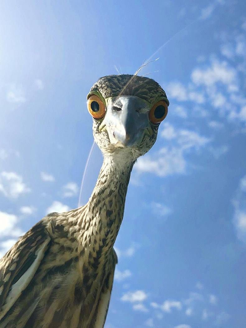 Pix Dump #1000 Special: Gewoon een verzameling foto's van dieren
