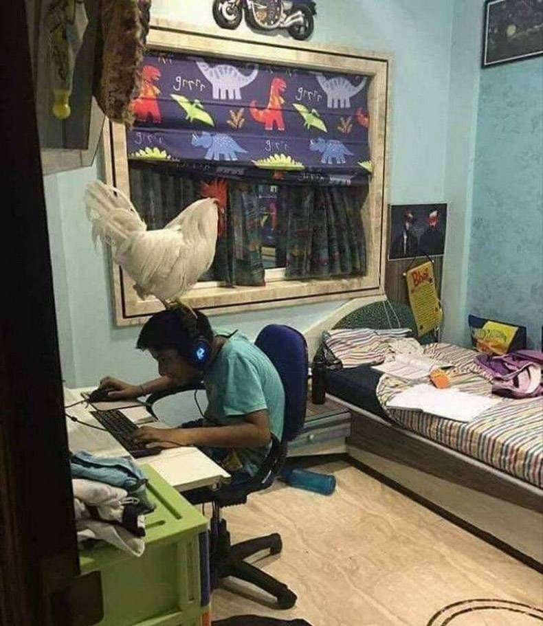 Gewoon een verzameling hilarische foto's #1346