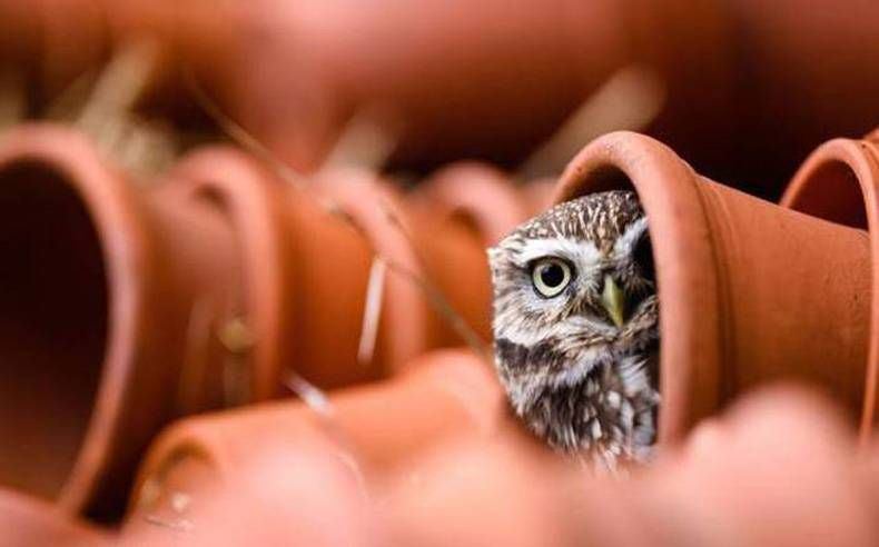 Pix Dump #1000 Special: Gewoon een verzameling foto's van dieren