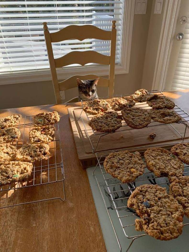 Gewoon een verzameling hilarische foto's #1222