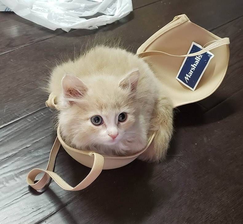 Gewoon een verzameling hilarische foto's #1128