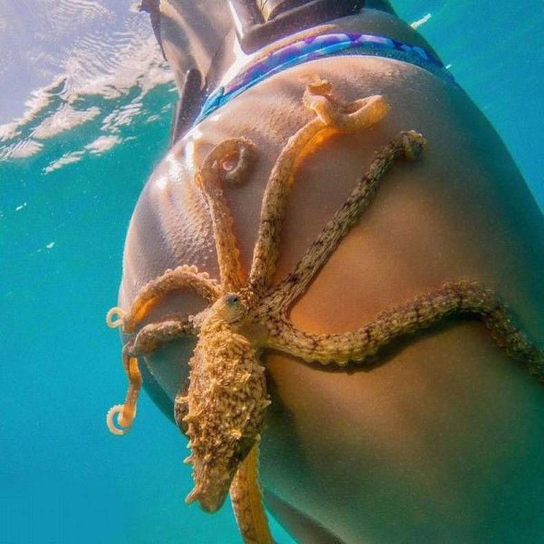 Pix Dump #1000 Special: Gewoon een verzameling foto's van dieren