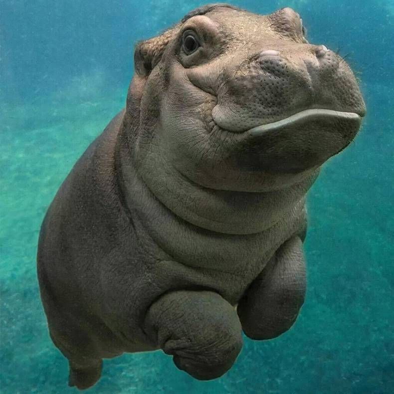 Pix Dump #1000 Special: Gewoon een verzameling foto's van dieren