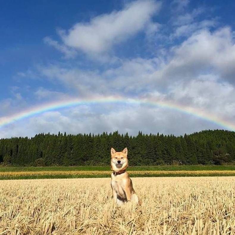 Gewoon een verzameling hilarische foto's #725