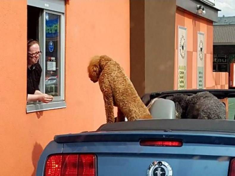 Gewoon een verzameling hilarische foto's #1216