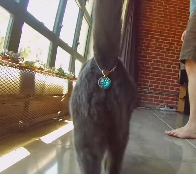 Gewoon een verzameling hilarische foto's #1120