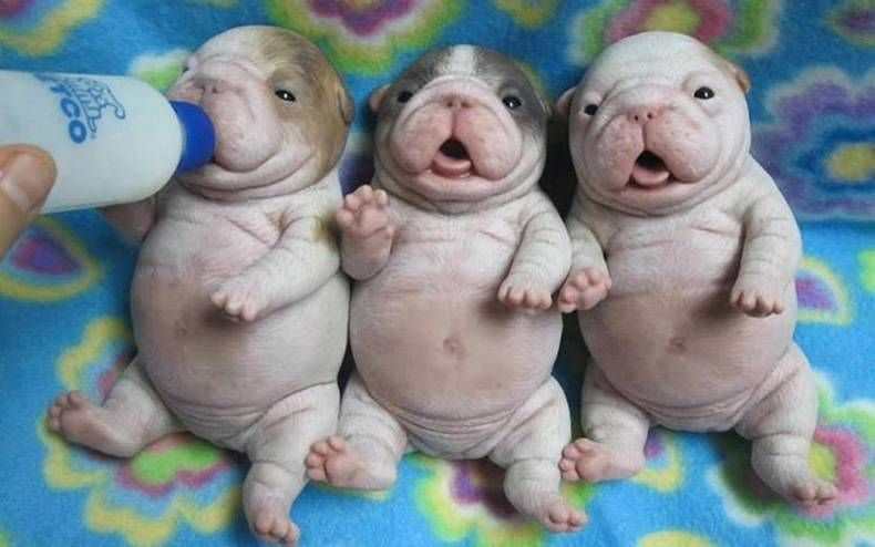Pix Dump #1000 Special: Gewoon een verzameling foto's van dieren
