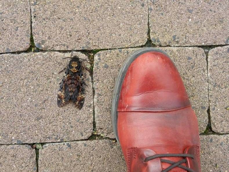 Gewoon een verzameling hilarische foto's #1346