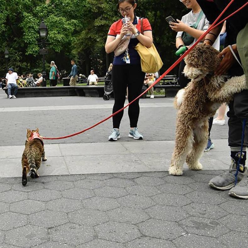 Gewoon een verzameling hilarische foto's #1142