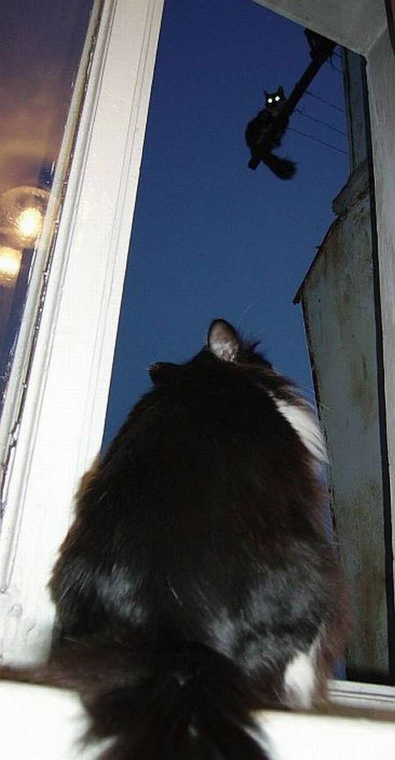 Gewoon een verzameling hilarische foto's #1130