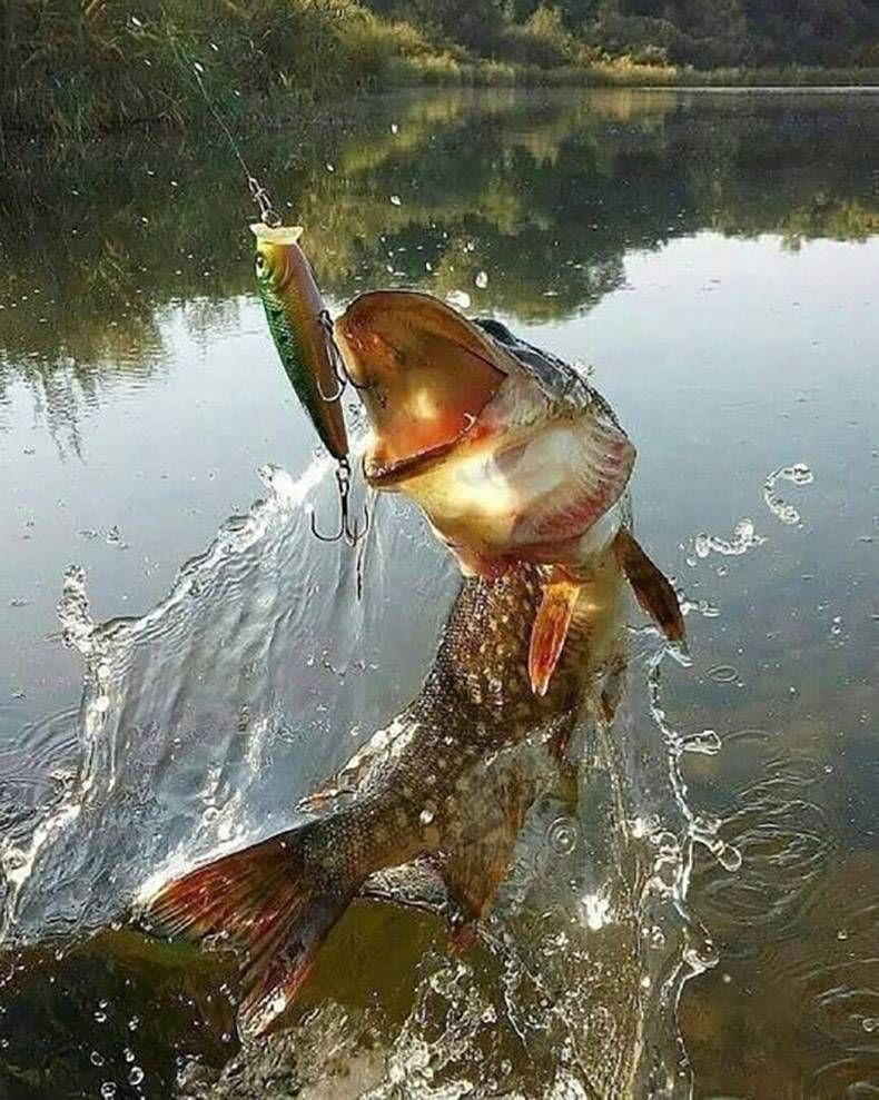 Gewoon een verzameling hilarische foto's #1096