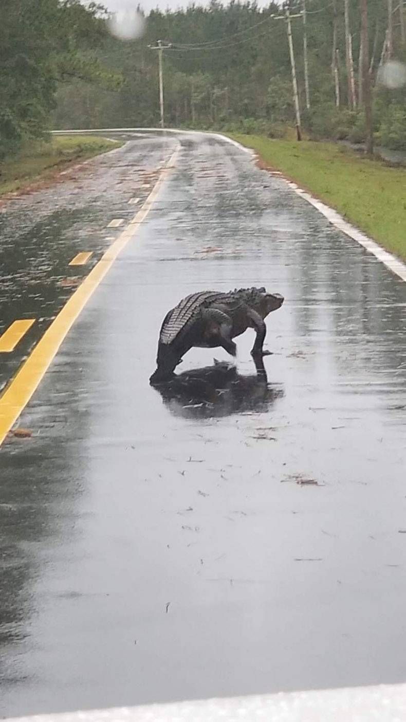 Gewoon een verzameling hilarische foto's #1024