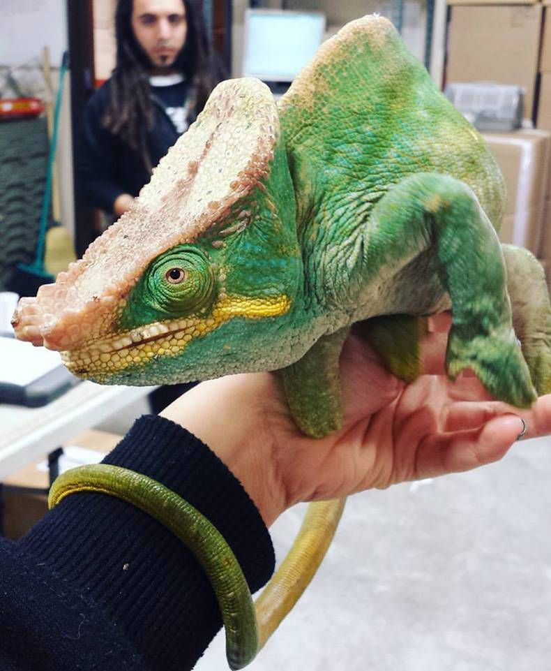 Pix Dump #1000 Special: Gewoon een verzameling foto's van dieren