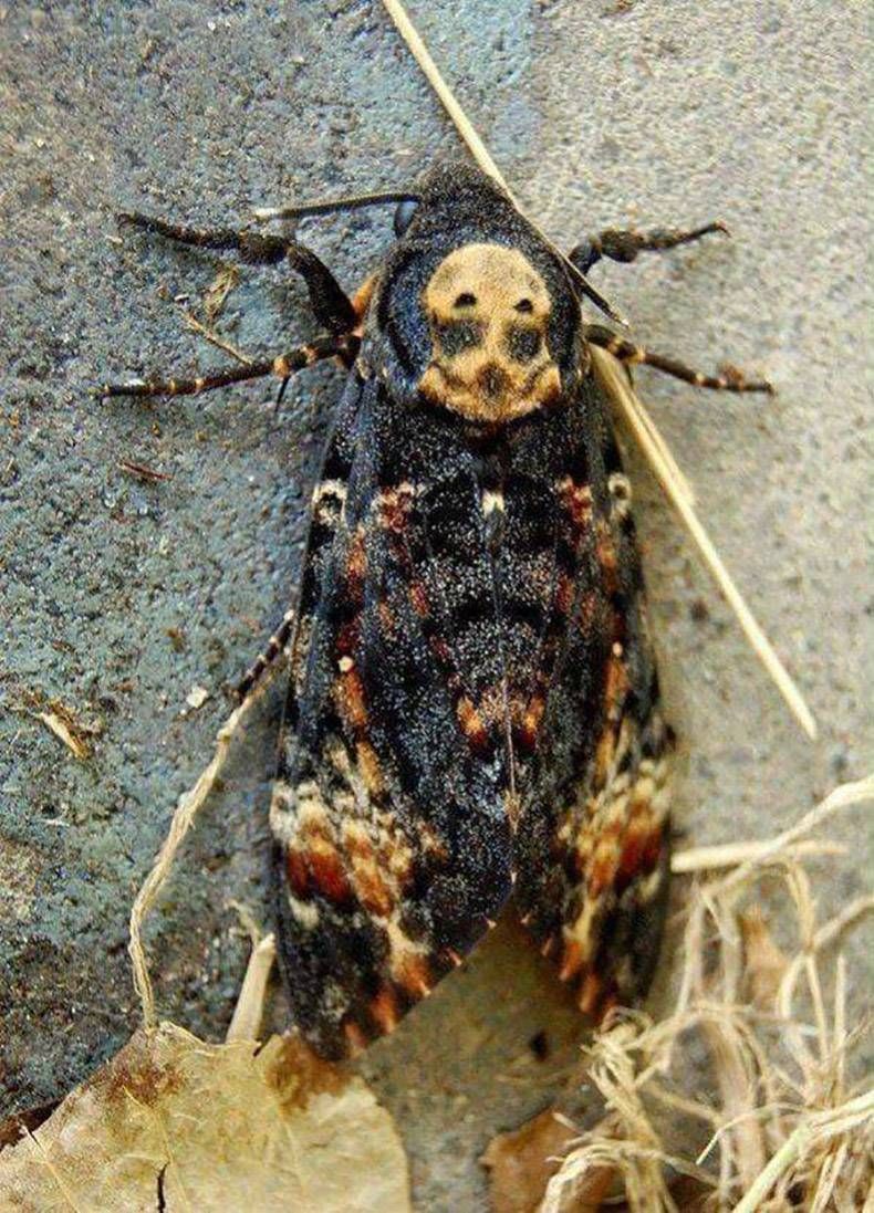 Gewoon een verzameling hilarische foto's #1240