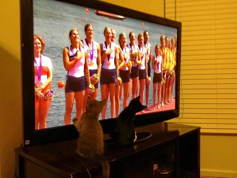 Gewoon een verzameling hilarische foto's #1088